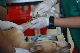 pet-vaccination