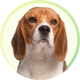 all breed pet dog